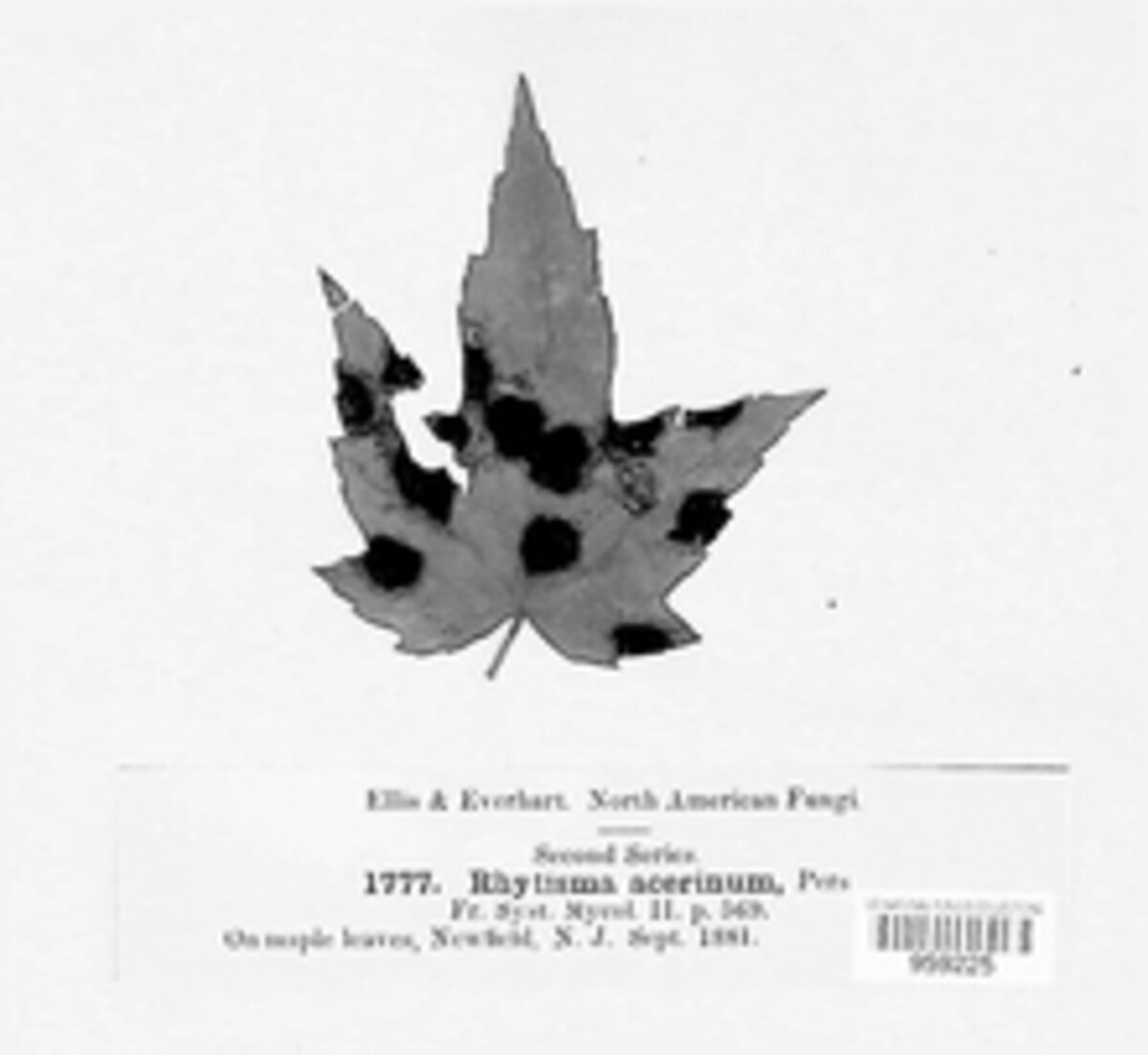 Rhytisma acerinum image